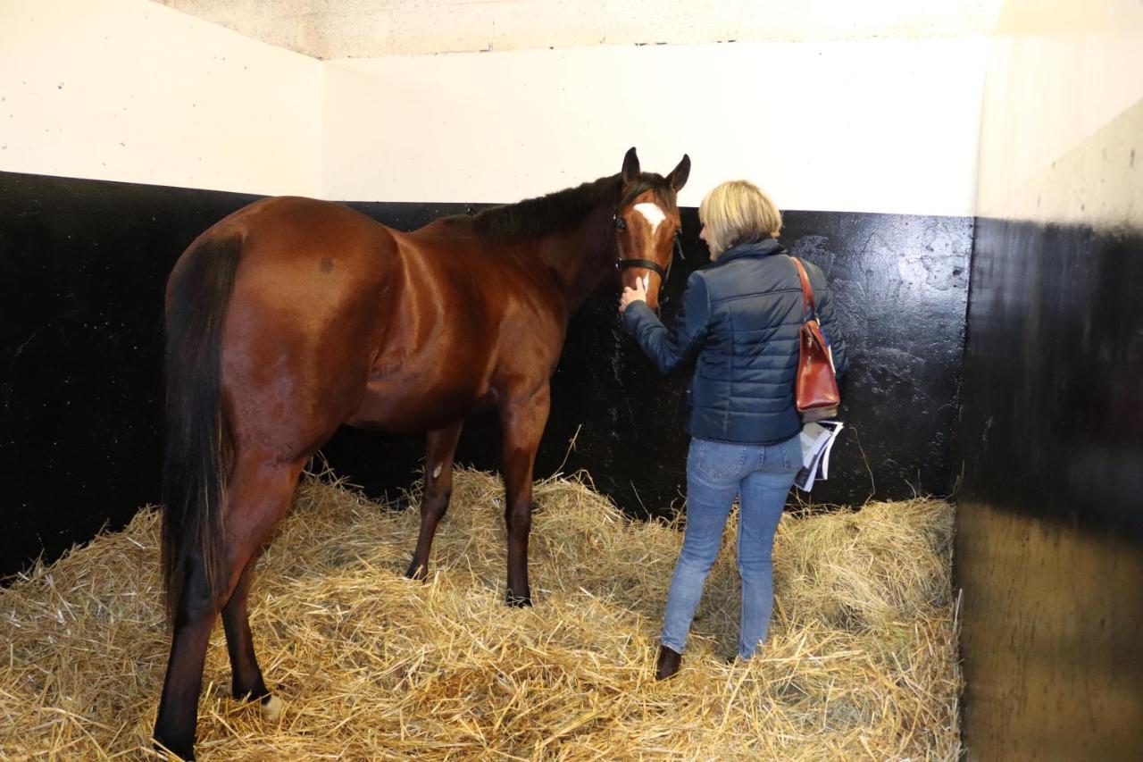 Decouverte D'Un Haras Proche Du Mont St Michel Hambye Eksteriør billede