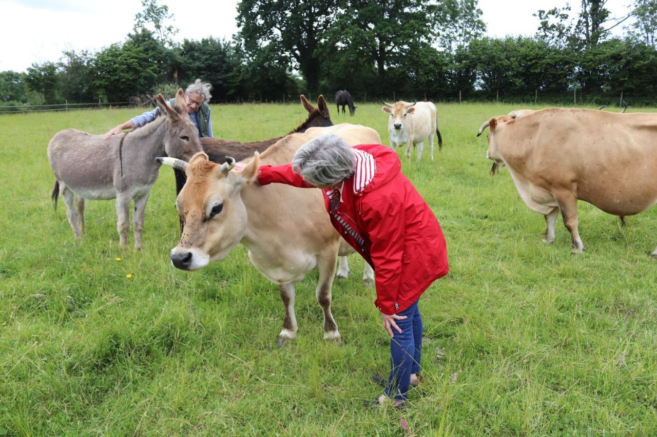Decouverte D'Un Haras Proche Du Mont St Michel Hambye Eksteriør billede