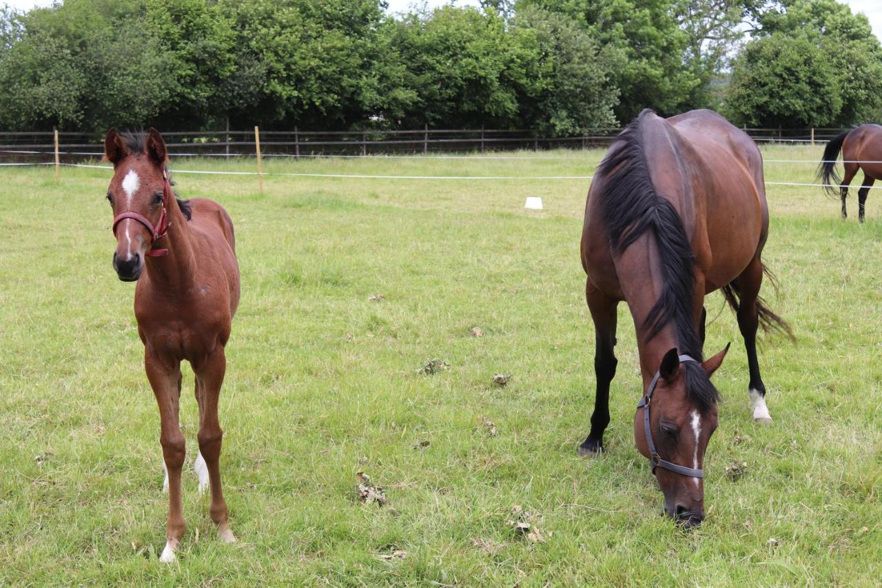 Decouverte D'Un Haras Proche Du Mont St Michel Hambye Eksteriør billede