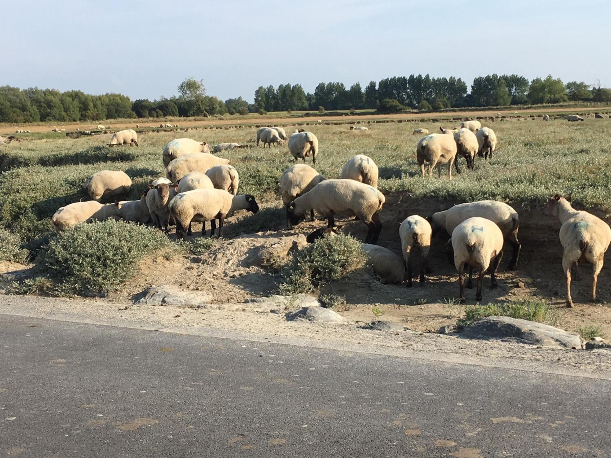 Decouverte D'Un Haras Proche Du Mont St Michel Hambye Eksteriør billede