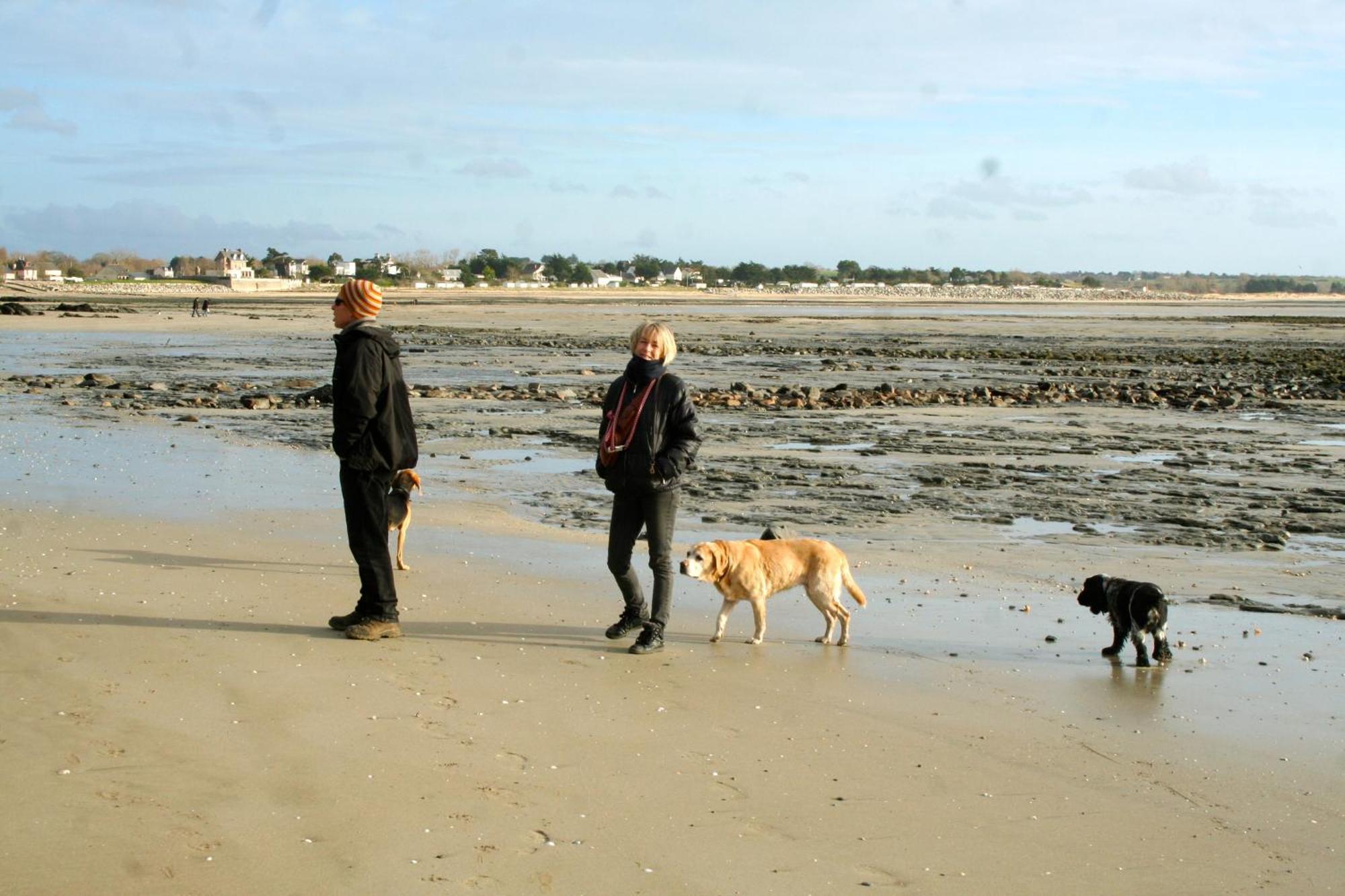Decouverte D'Un Haras Proche Du Mont St Michel Hambye Eksteriør billede
