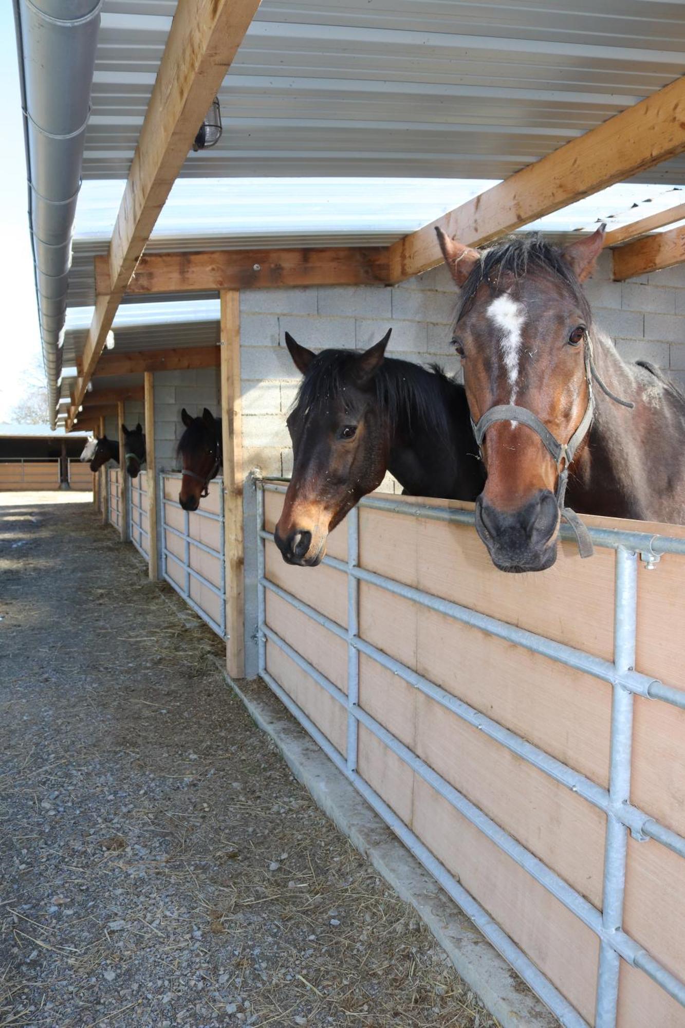 Decouverte D'Un Haras Proche Du Mont St Michel Hambye Eksteriør billede
