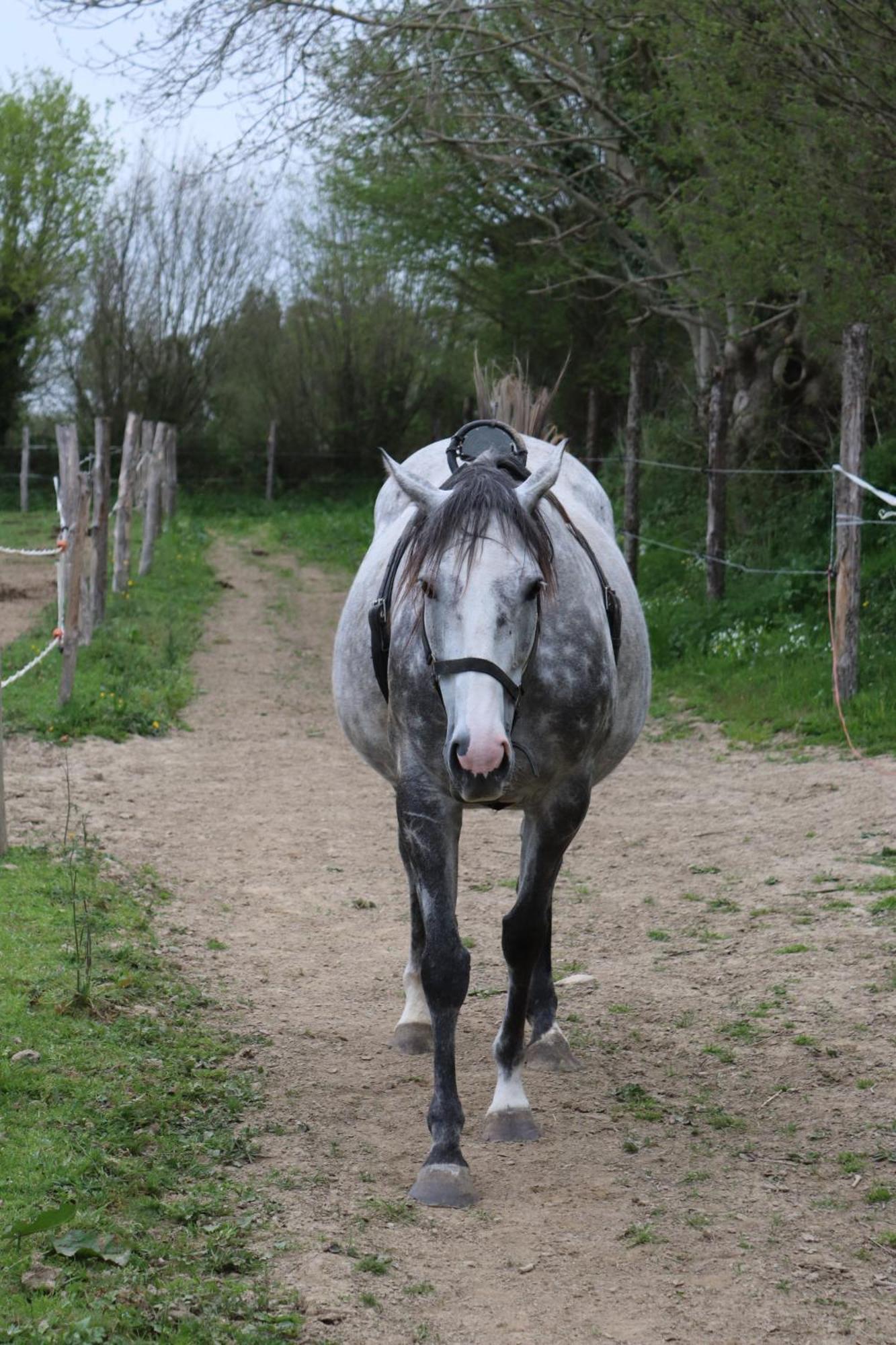 Decouverte D'Un Haras Proche Du Mont St Michel Hambye Eksteriør billede