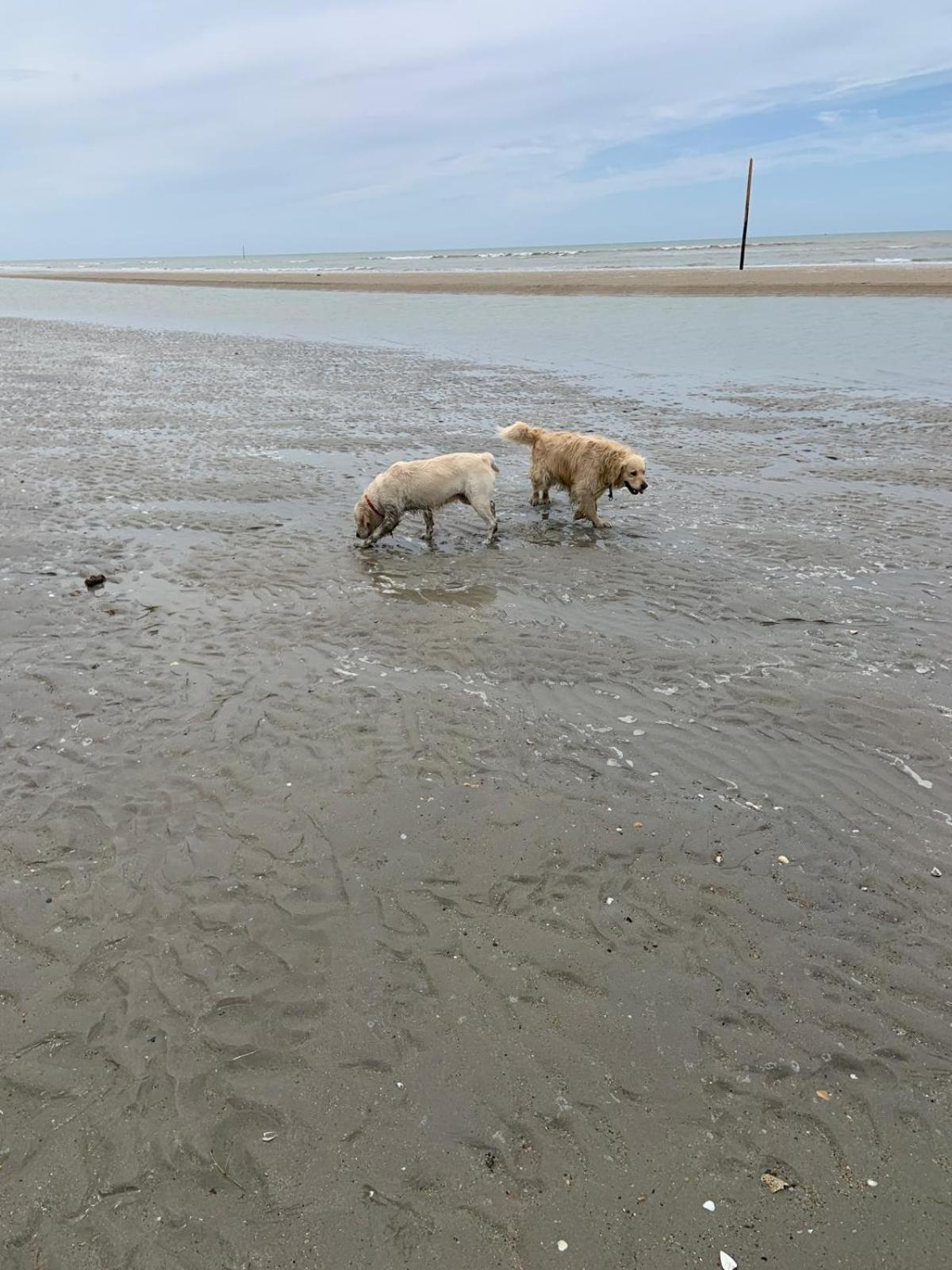 Decouverte D'Un Haras Proche Du Mont St Michel Hambye Eksteriør billede